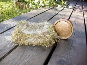 Fågelbo